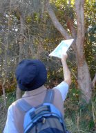 mike explaining the various eucalypts